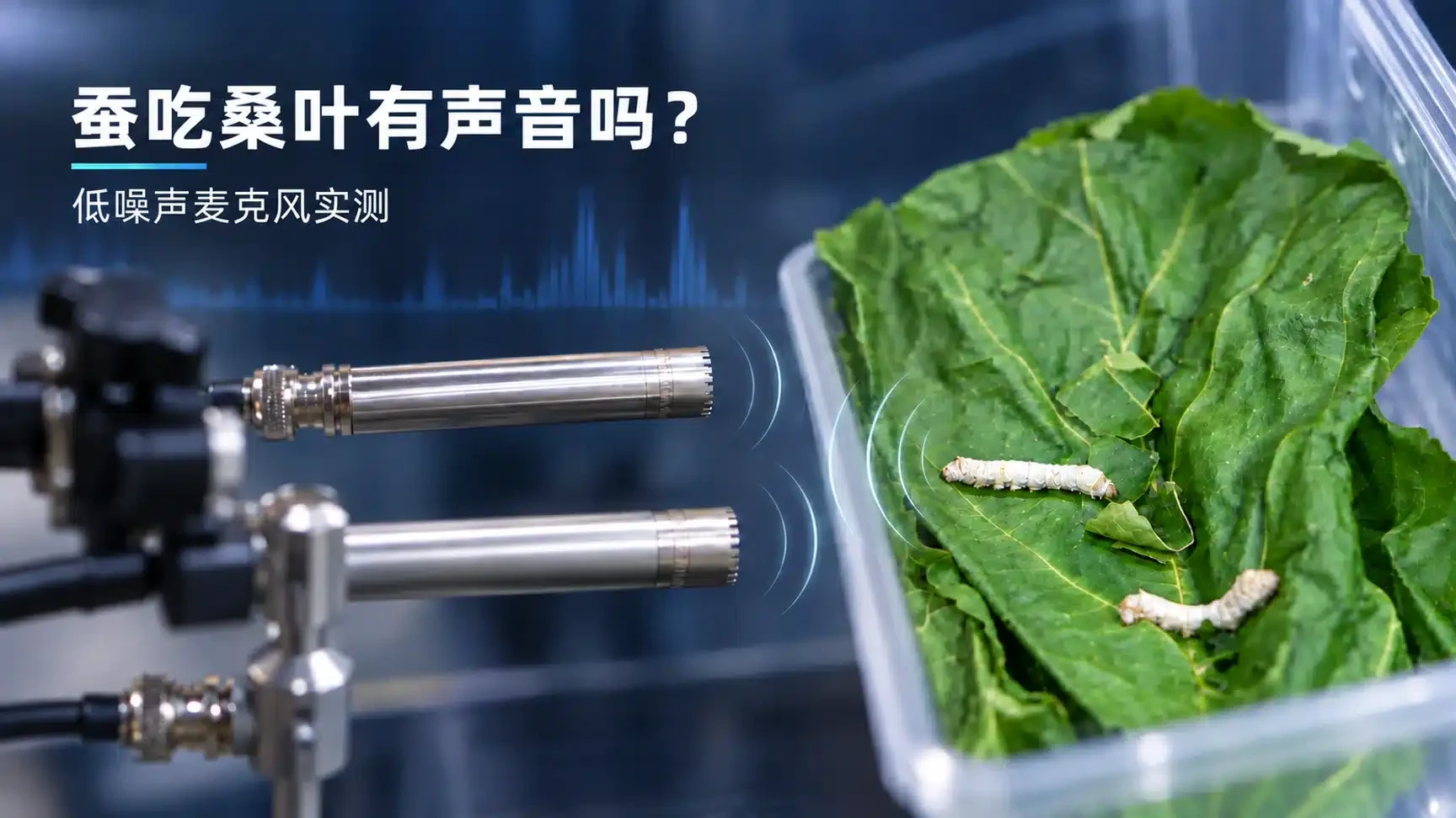 两只蚕在桑叶上取食，兆华电子 CRYSOUND 测量麦克风靠近桑叶布置，用于展示低噪声麦克风记录蚕吃桑叶微弱声音的实测场景。